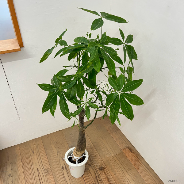 パキラ:グラブラ (実生株) 6号鉢植え26-05