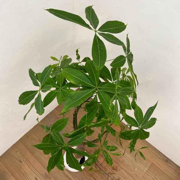 パキラ:グラブラ (実生株) 6号鉢植え26-05