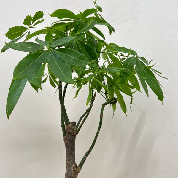 パキラ:グラブラ (実生株) 6号鉢植え26-05