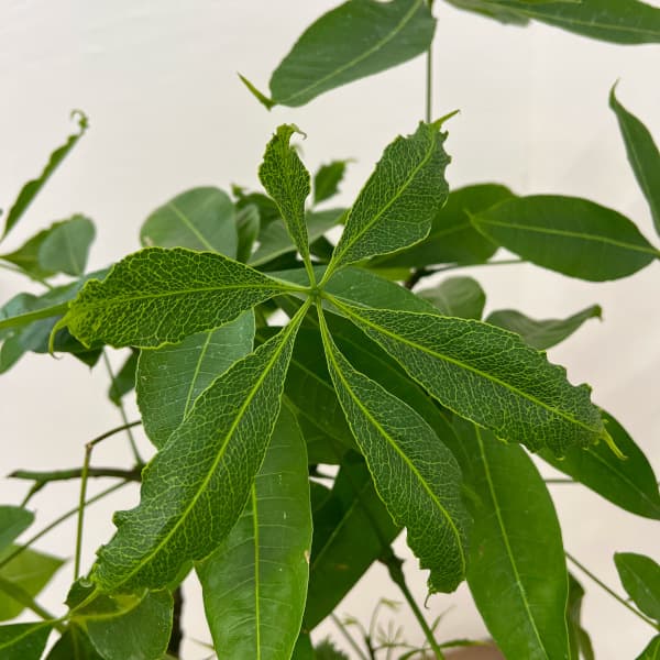パキラ:グラブラ (実生株) 6号鉢植え26-05