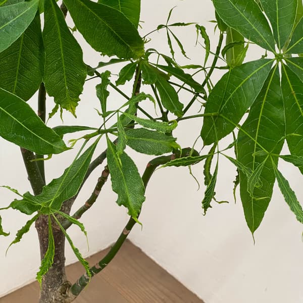 パキラ:グラブラ (実生株) 6号鉢植え26-05