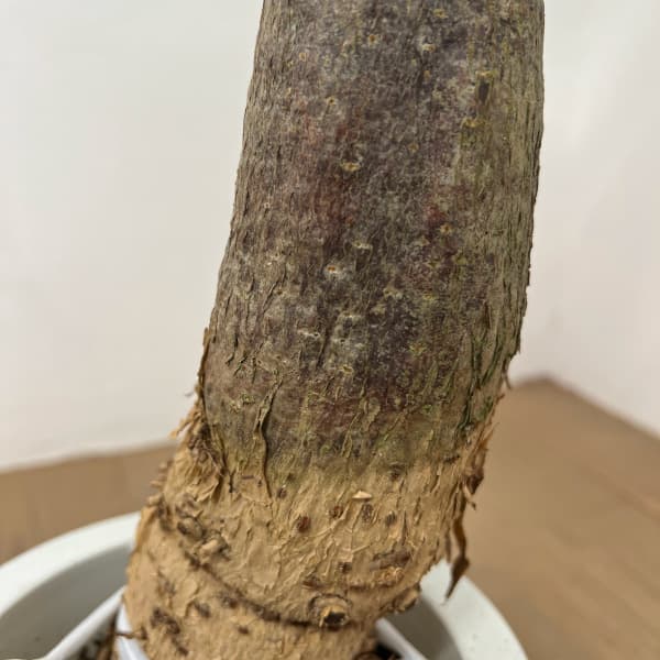 パキラ:グラブラ (実生株) 6号鉢植え26-05