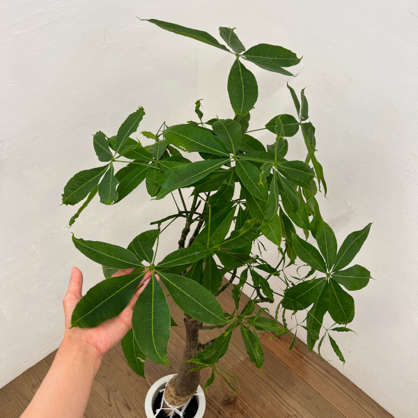 パキラ:グラブラ (実生株) 6号鉢植え26-05