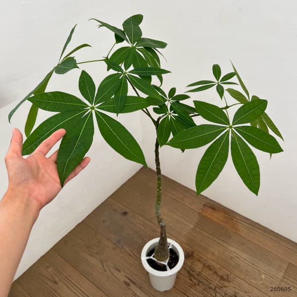パキラ:グラブラ (実生株) 6号鉢植え26-07