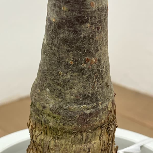 パキラ:グラブラ (実生株) 6号鉢植え26-07