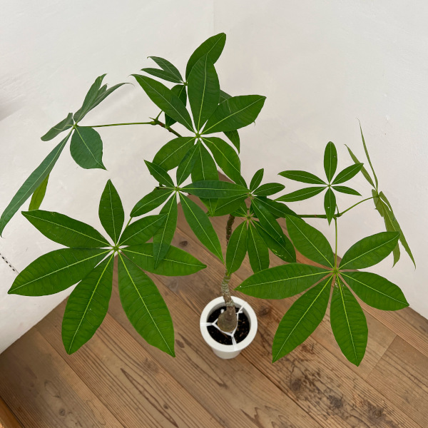 パキラ:グラブラ (実生株) 6号鉢植え26-07