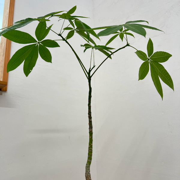 パキラ:グラブラ (実生株) 6号鉢植え26-07
