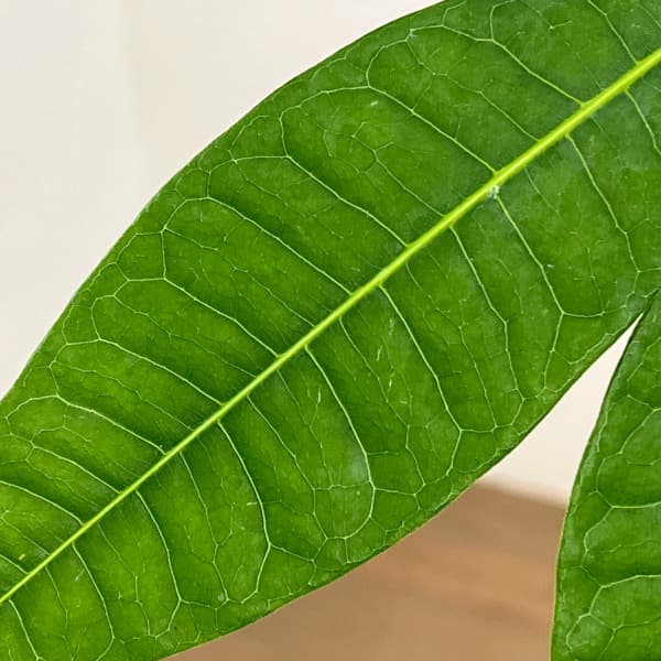 パキラ:グラブラ (実生株) 6号鉢植え26-07