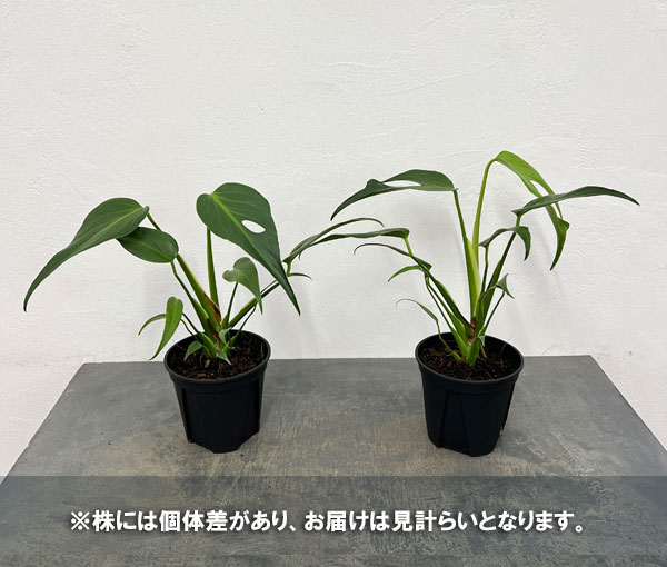 モンステラ:バールマルクスフレーム 5号ポット