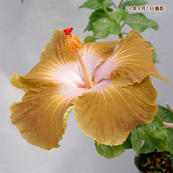 ハイビスカス：ゴールドディガー 4.5号ポット植え