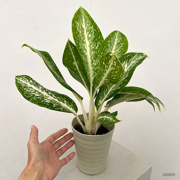 アグラオネマ:パランサップ 4号鉢植え