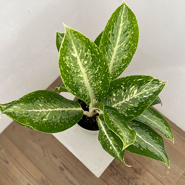 アグラオネマ:パランサップ 4号鉢植え