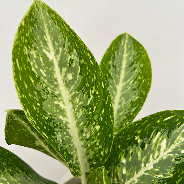 アグラオネマ:パランサップ 4号鉢植え