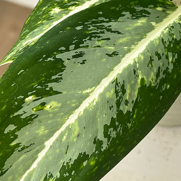 アグラオネマ:パランサップ 4号鉢植え