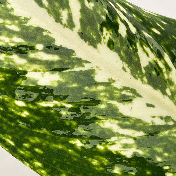 アグラオネマ:パランサップ 4号鉢植え