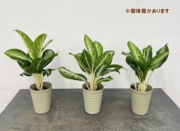 アグラオネマ:パランサップ 4号鉢植え