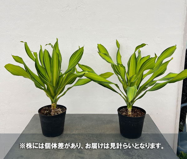ドラセナ:フラグランス スカイライン 6号鉢植え
