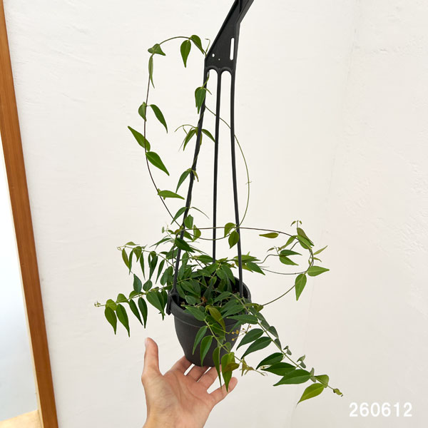 ホヤ:レウカンサ 3.5号吊り鉢