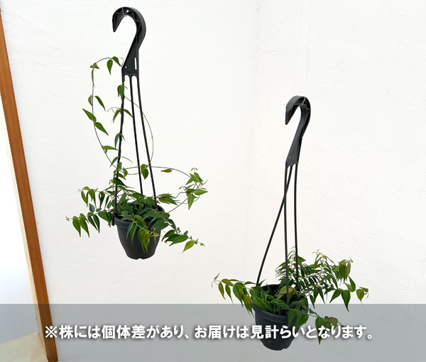 ホヤ:レウカンサ 3.5号吊り鉢