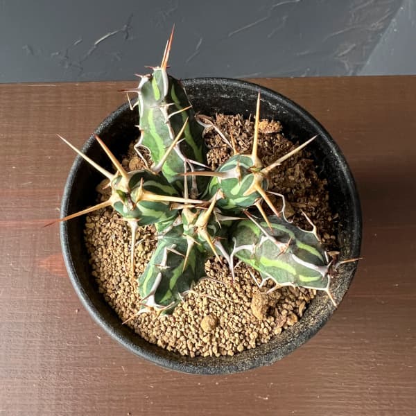 ユーフォルビア:カリサナ 3号鉢植え26-01