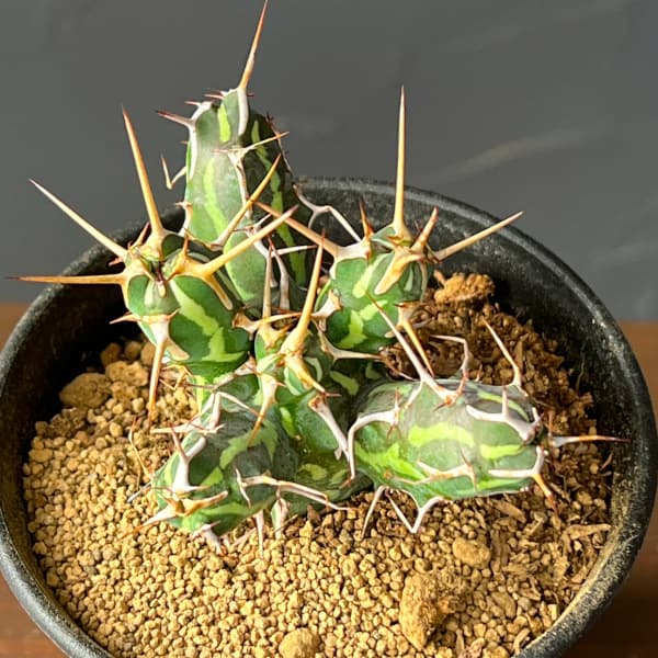 ユーフォルビア:カリサナ 3号鉢植え26-01