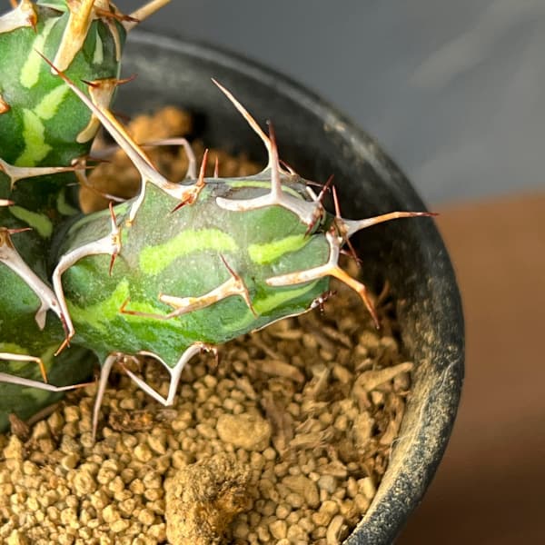 ユーフォルビア:カリサナ 3号鉢植え26-01