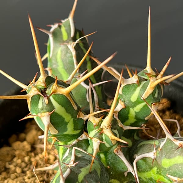 ユーフォルビア:カリサナ 3号鉢植え26-01