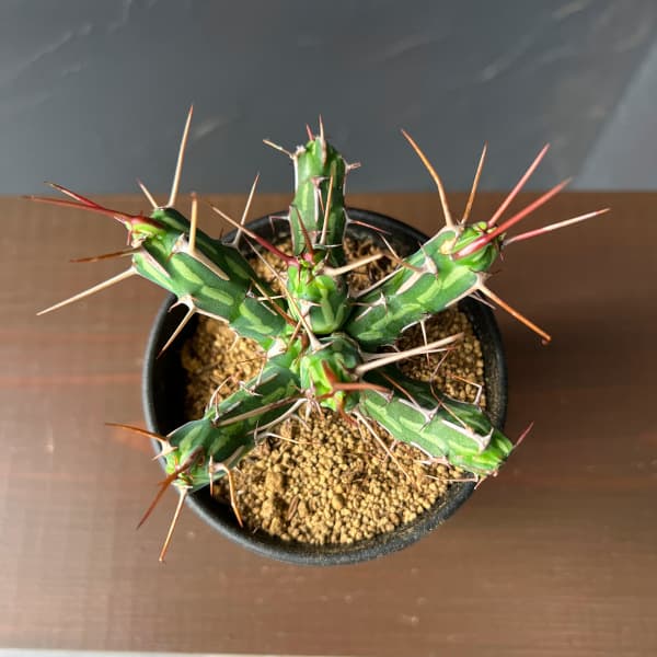 ユーフォルビア:カリサナ 3号鉢植え26-02