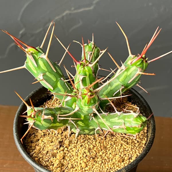 ユーフォルビア:カリサナ 3号鉢植え26-02