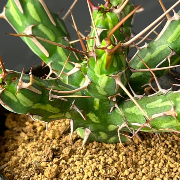 ユーフォルビア:カリサナ 3号鉢植え26-02