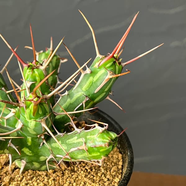 ユーフォルビア:カリサナ 3号鉢植え26-02