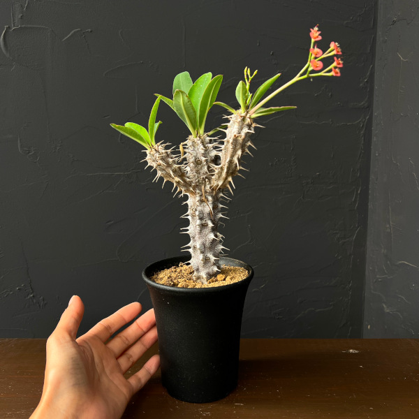 ユーフォルビア:ホロンベンシス 3.5号鉢植え26-01