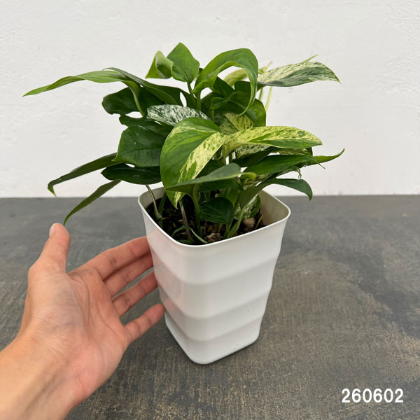 エピプレムヌム:ピナツム マーブル 4号鉢植え*