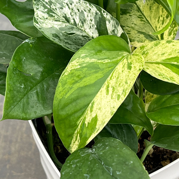 エピプレムヌム:ピナツム マーブル 4号鉢植え*