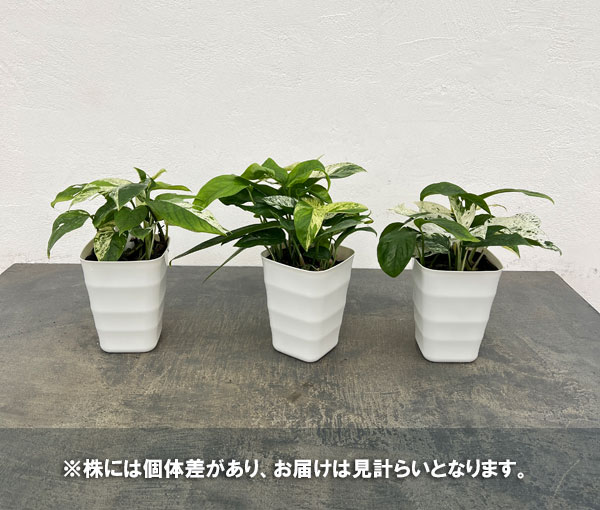 エピプレムヌム:ピナツム マーブル 4号鉢植え*