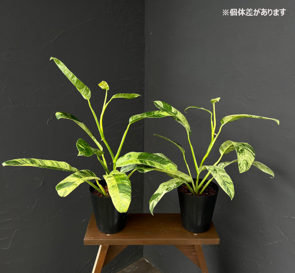 エピプレムヌム:ギガンティウム アルボ バリエガータ 6号鉢植え