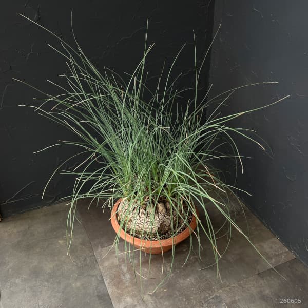 カリバナス：フーケリー 8号鉢植え