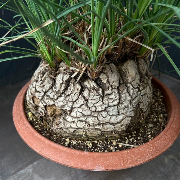 カリバナス：フーケリー 8号鉢植え
