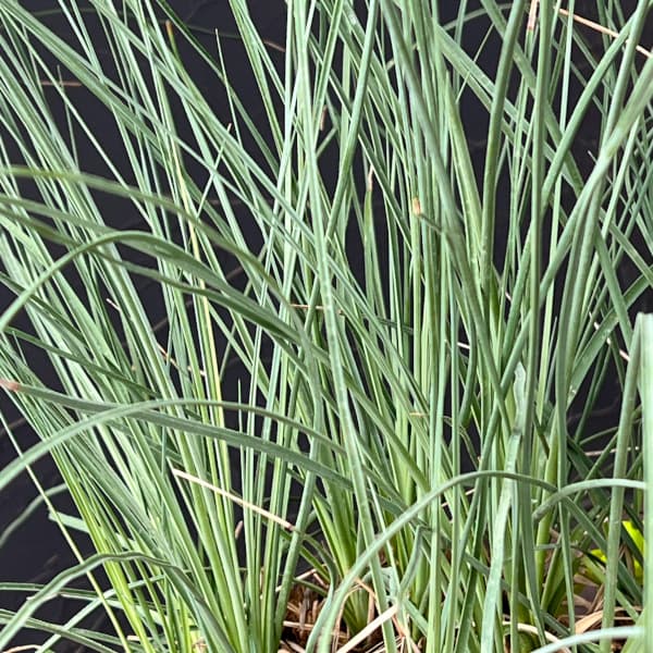 カリバナス：フーケリー 8号鉢植え