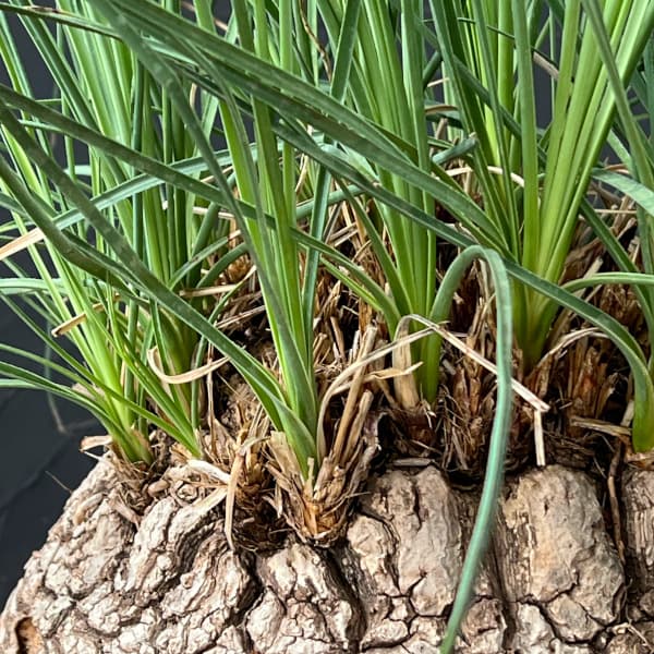 カリバナス：フーケリー 8号鉢植え