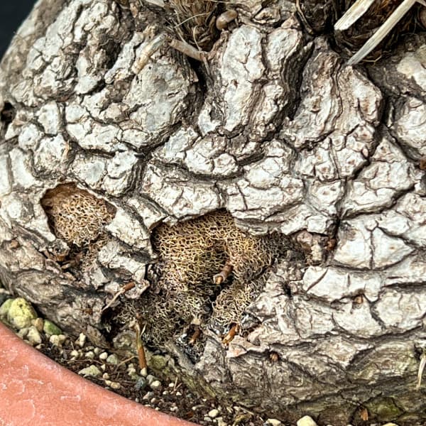 カリバナス：フーケリー 8号鉢植え