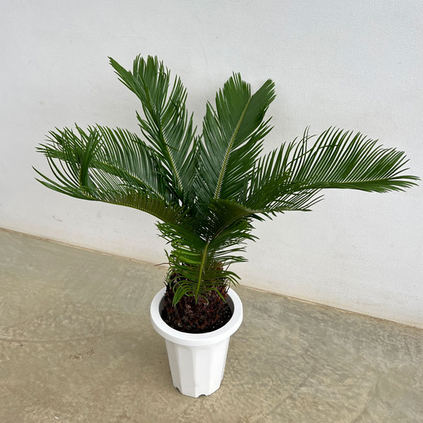 ソテツ　蘇鉄　極太　約70cm 観葉植物　新芽が出るため葉をカットします 園芸ネット本店｜ソテツ（蘇鉄）7号鉢植え** の通販【公式】