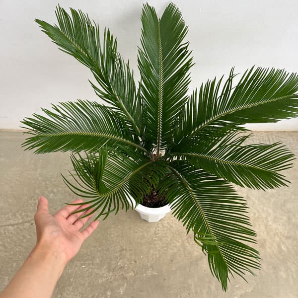 園芸ネット本店｜ソテツ（蘇鉄）7号鉢植え** の通販【公式】