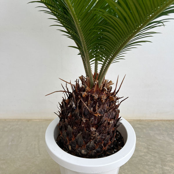 園芸ネット本店｜ソテツ（蘇鉄）7号鉢植え** の通販【公式】