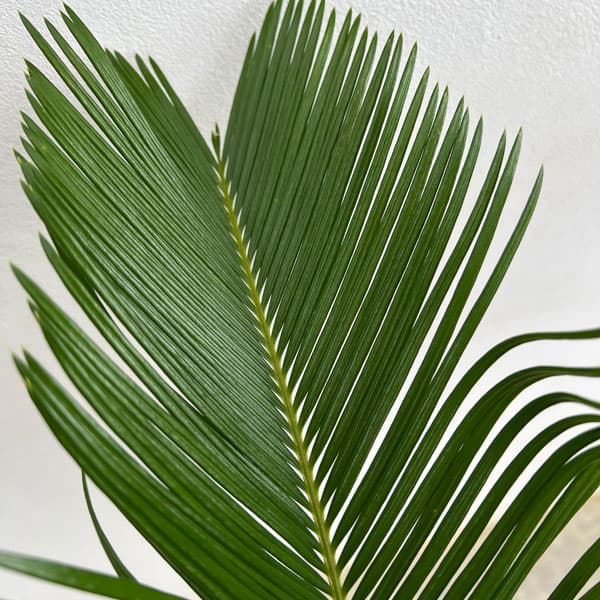 園芸ネット本店｜ソテツ（蘇鉄）7号鉢植え** の通販【公式】