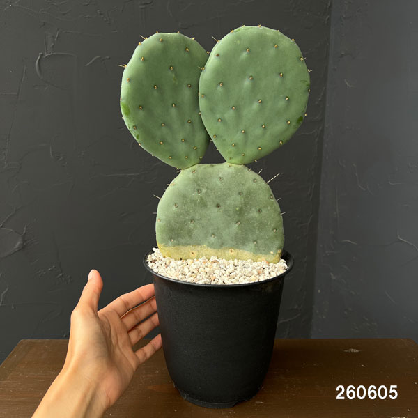 ウチワサボテン：オオマルボン（大丸盆）　5号鉢植え