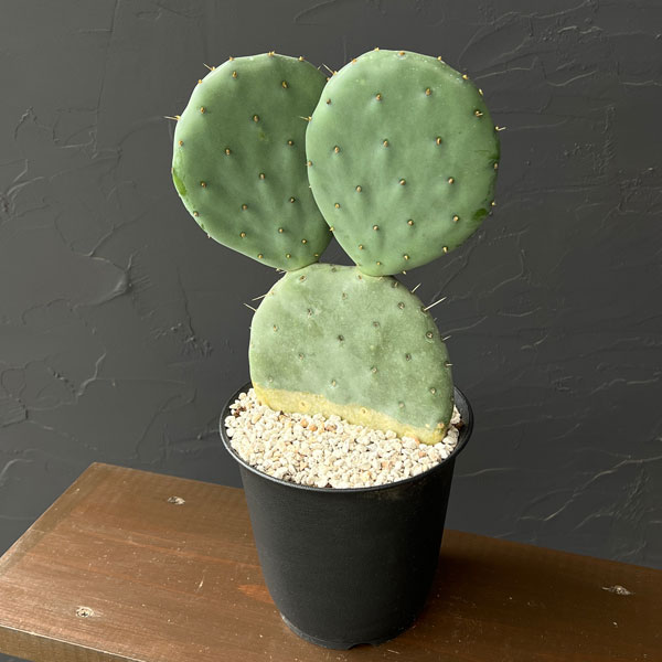 ウチワサボテン：オオマルボン（大丸盆）　5号鉢植え