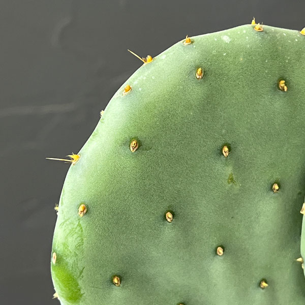ウチワサボテン：オオマルボン（大丸盆）　5号鉢植え