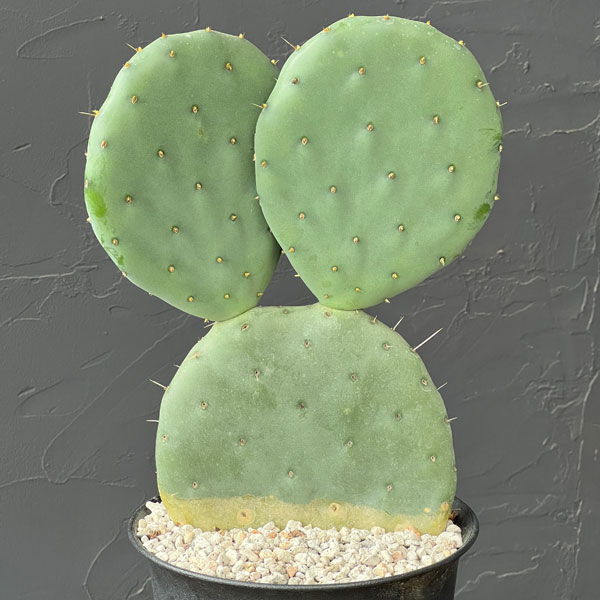 ウチワサボテン：オオマルボン（大丸盆）　5号鉢植え
