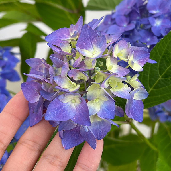 園芸ネット本店｜アジサイ：サマーメドレー アリーバ 6号鉢植え の通販
